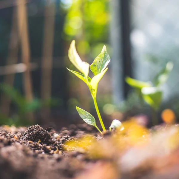 Jeune Plante Pousse Lumière Soleil — Photo