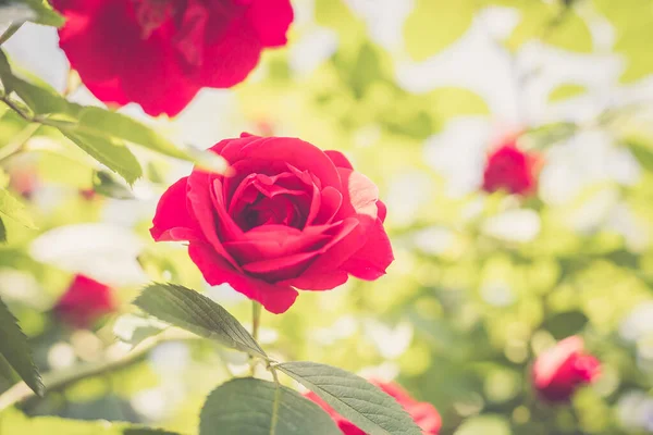 Nahaufnahme Bild Von Roten Rosen Eigenen Garten Frühling — Stockfoto