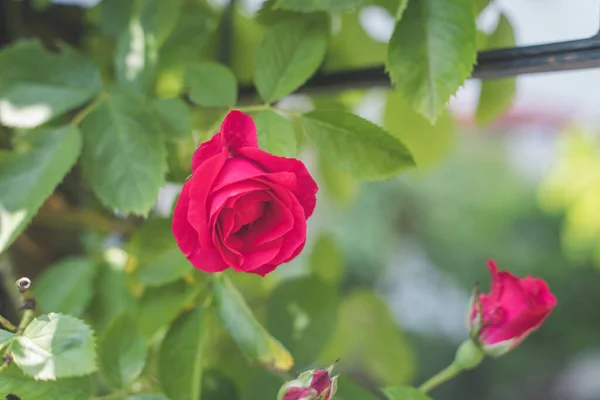 Nahaufnahme Bild Von Roten Rosen Eigenen Garten Frühling — Stockfoto