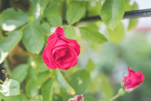 Nahaufnahme Bild Von Roten Rosen Eigenen Garten Frühling — Stockfoto