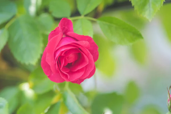 Nahaufnahme Bild Der Roten Rose Eigenen Garten Frühlingszeit — Stockfoto