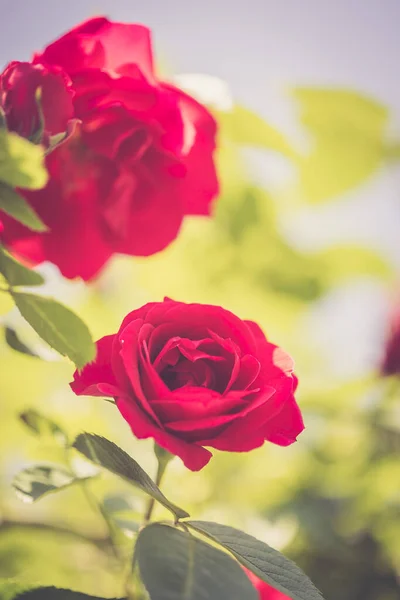 Nahaufnahme Bild Von Roten Rosen Eigenen Garten Frühling — Stockfoto