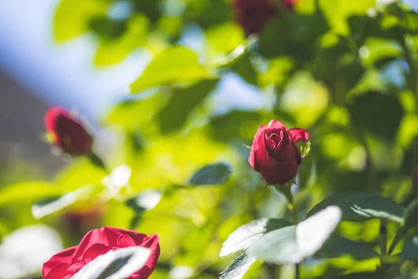 Nahaufnahme Bild Von Roten Rosen Eigenen Garten Frühling — Stockfoto