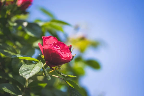 Nahaufnahme Bild Von Roten Rosen Eigenen Garten Frühling — Stockfoto