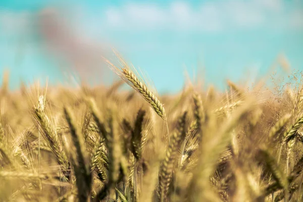 Закрыть Спелые Колосья Пшеницы Осенью — стоковое фото