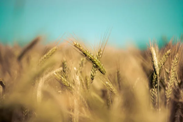 Zblízka Zralých Uší Pšenice Podzim — Stock fotografie