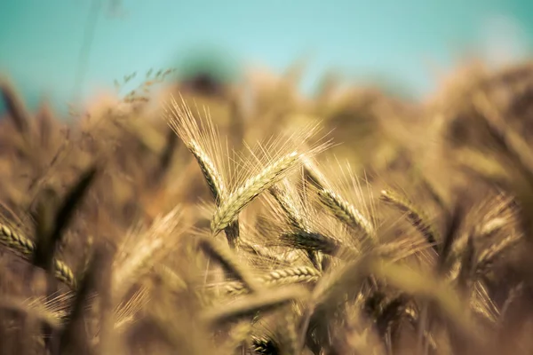 Zblízka Zralých Uší Pšenice Podzim — Stock fotografie