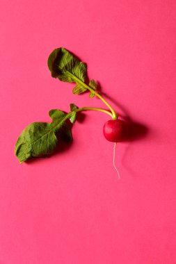 İzole turp yukarıdan izlendi. Düz yatıyordu pembe arka plan. Stüdyo