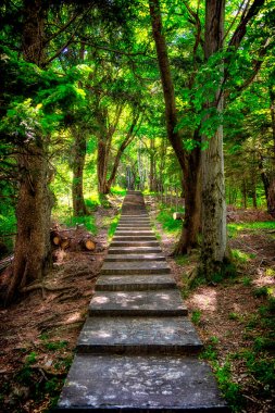 Bir Forrest ortasında adımların çok sayıda yolu