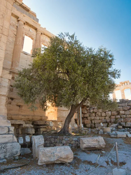 Olivträd nära gamla kolonner i Akropolis vertikal format — Stockfoto