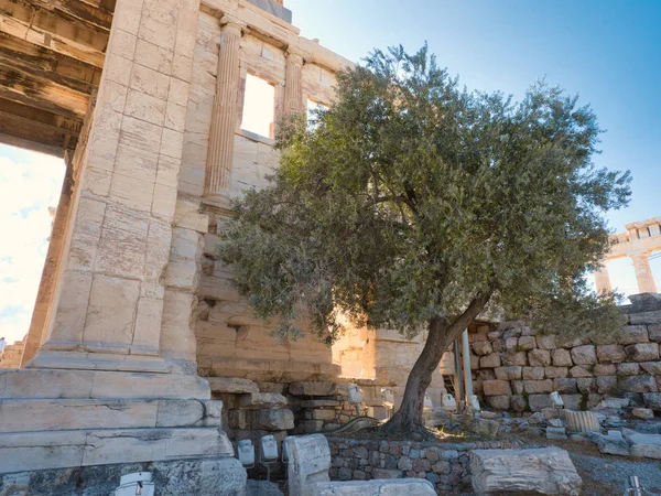 Olivträdet nära gamla kolonner i Akropolis landskap format — Stockfoto