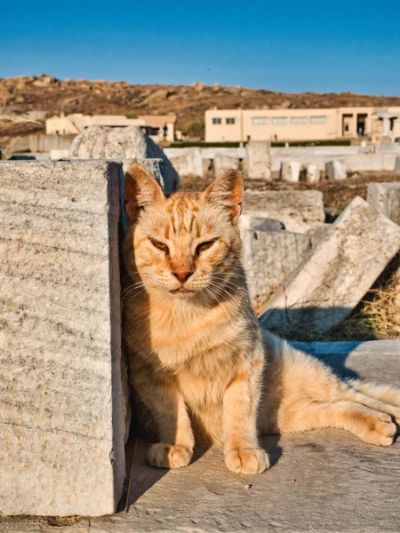 Söt röd katt avkopplande av stenruiner — Stockfoto