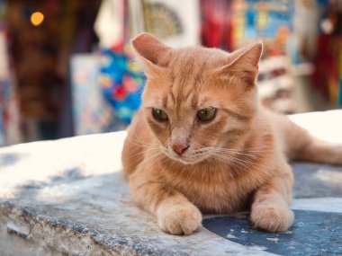 Taş korkulukta yatan kırmızı kedi