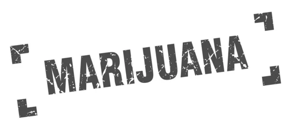 Známky marihuany. na náměstí s marihuanou. Marihuany — Stockový vektor