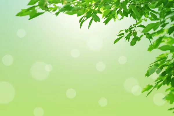 Doğal kaynak arka plan. Yeşil pastel yeşil arka plan üzerinde bırakır. Güneş, bulanık, bokeh ışıklar. Kopya alanı.