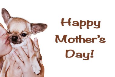 Mutlu anneler günü kartı. Şirin chihuahua köpek seven kadın sahibi tarafından öptü yüzünü komik ifade ile.