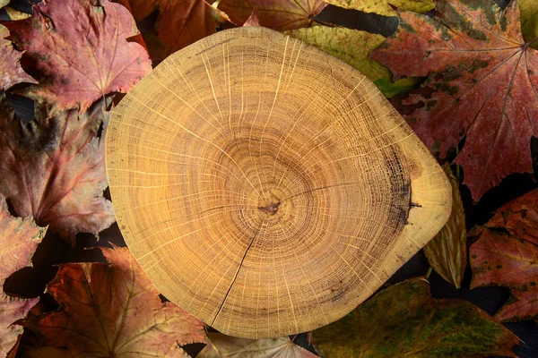 Autumn natural background. Cross section of the tree and dry maple leaves. Wood, tree rings texture.
