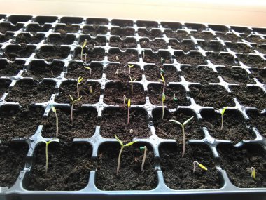 Genç yeşil domates fide tepsisi