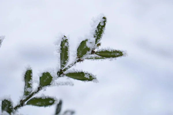Зимний Фон Морозным Бурьяном Вечно Зеленый Боксит Скрывается Снегом Снежном — стоковое фото