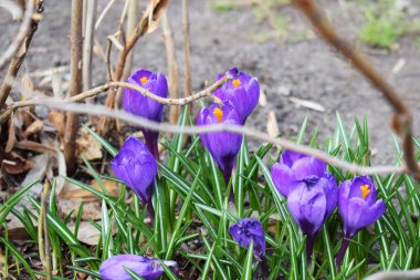 Çiğdem parlak mor kardelen çiçekli Park güneşli bahar gününde