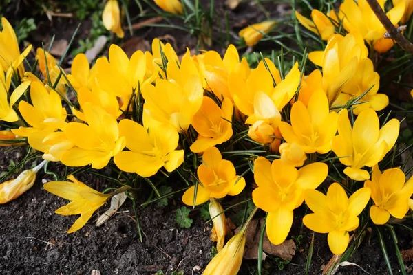 Crocus bright yellow snowdrop in a flowering park on a sunny spring day