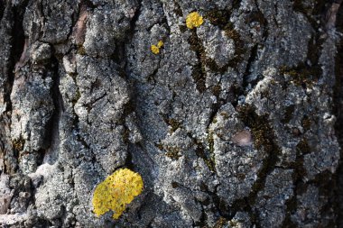Sarı yosun yakın çekim ile ağaç kabuğu dokusu.