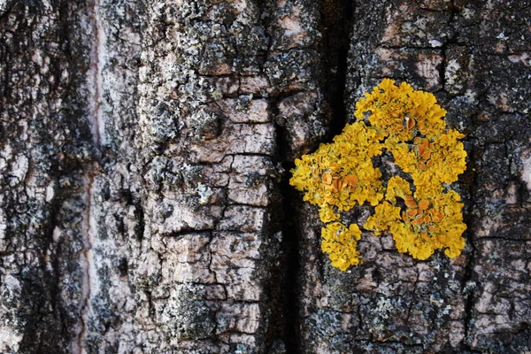 Textura de corteza de árbol con primer plano de musgo amarillo . — Foto de Stock