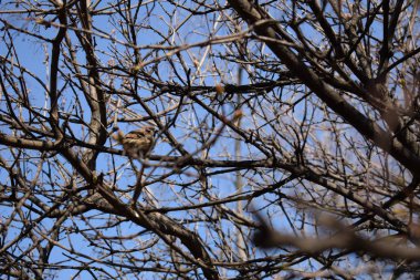 Bir serçe oturan bir ağacın kalın dalları