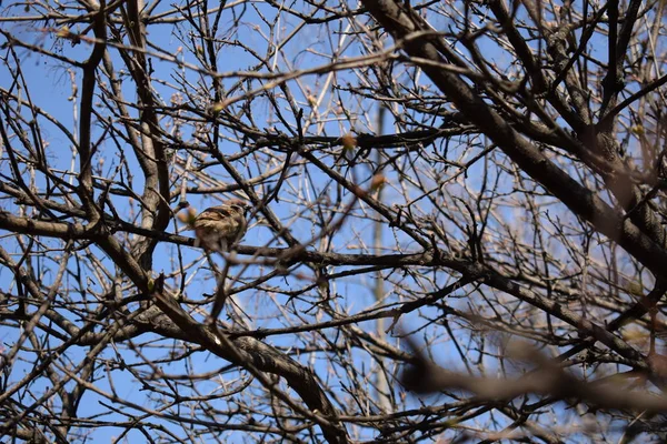 Bir serçe oturan bir ağacın kalın dalları