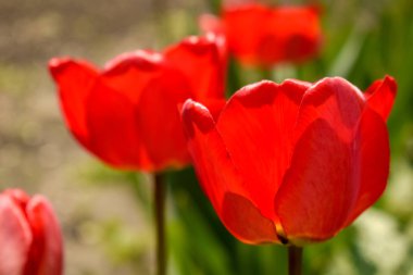 Parlak güneşli bir günde kırmızı laleler.