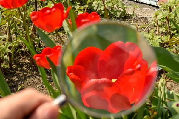 Red tulips Closeup magnifying glass in the garden — Stock Photo, Image