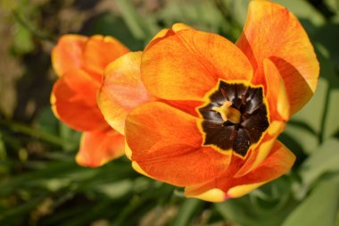 Parlak güneşli bir günde Sarı laleler.