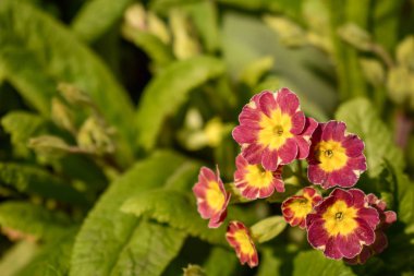 Primrose veya primula vulgaris ilk çiçek açan. Bahar bahçesinde çuha çiçeği.