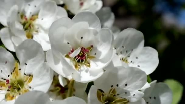 美しい梨の花 春の初めに梨の木 突風が梨の木の枝を揺らす — ストック動画