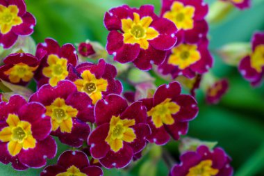 Primrose veya primula vulgaris ilk çiçek açan. Bahar bahçesinde çuha çiçeği.