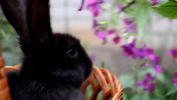 Pequeno Coelho Preto Bonito Sentado Uma Cesta Come Flores Primavera — Vídeo de Stock