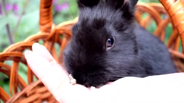 Cute Little Black Królik Siedzi Koszyku Zjada Jedzenie Dłoni Koncepcja — Wideo stockowe