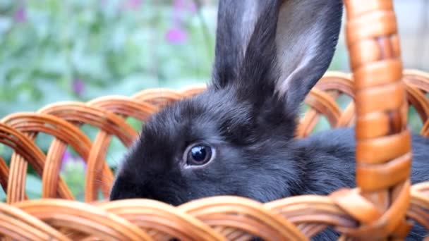 Carino Coniglietto Nero Seduto Cesto Vacanze Animali — Video Stock