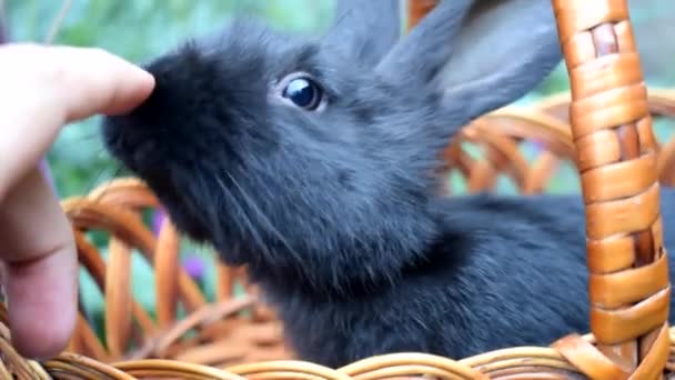 Lindo Conejito Negro Sentado Una Canasta Vacaciones Animales — Vídeo de stock