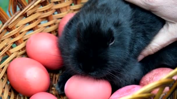 Рука Погладжує Маленького Чорного Кролика Концепція Великодня Відпочинок Тварини Кролик — стокове відео
