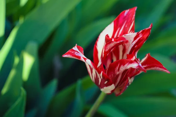 Red white tulip in the garden. Tulips spring flower