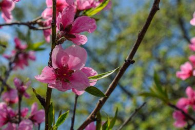 Doğa arka planda Güzel Şeftali Çiçeği. Erken ilkbaharda şeftali ağacı