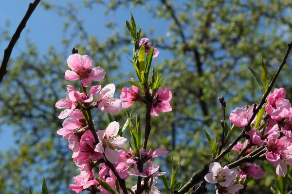 Beautiful Peach Blossom on nature background. Peach tree in early spring