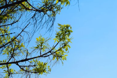 Mavi gökyüzüne karşı yeşil yaprakları olan bir ağacın dalları.
