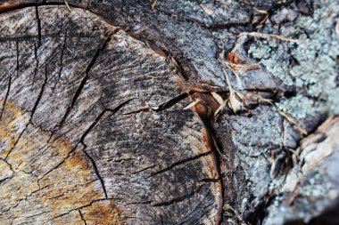 Ağaç işareti, Bagajın bölümü. Bir kesilen ağacın kütüğinden arka plan