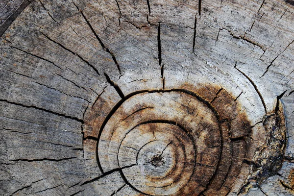 Trozo de árbol talado, sección del tronco. Fondo del tronco de un árbol talado — Foto de Stock
