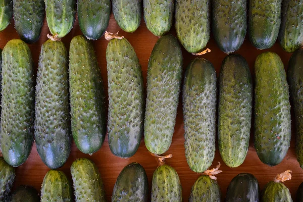 Čerstvé zelené okurky. Užitná zelenina a jídlo. Vegetariánské jídlo. Okurka obsahuje vitamíny B, A. pozadí okurek — Stock fotografie