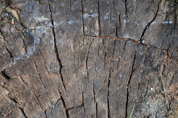 Stump of tree felled, section of the trunk. Background from the stump of a felled tree