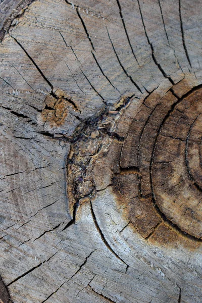 Trozo de árbol talado, sección del tronco. Fondo del tronco de un árbol talado — Foto de Stock