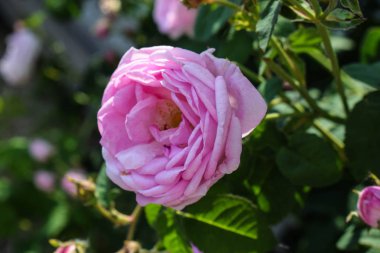 Pembe bahçe gülleri, yeşil arka plan üzerinde pembe çay gülleri. Çiçek arka plan, copyspace